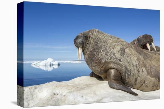 Walrus Herd on Iceberg, Hudson Bay, Nunavut, Canada-Paul Souders-Premier Image Canvas