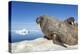 Walrus Herd on Iceberg, Hudson Bay, Nunavut, Canada-Paul Souders-Premier Image Canvas