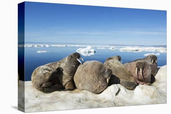 Walrus Herd on Iceberg, Hudson Bay, Nunavut, Canada-Paul Souders-Premier Image Canvas