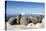 Walrus Herd on Iceberg, Hudson Bay, Nunavut, Canada-Paul Souders-Premier Image Canvas