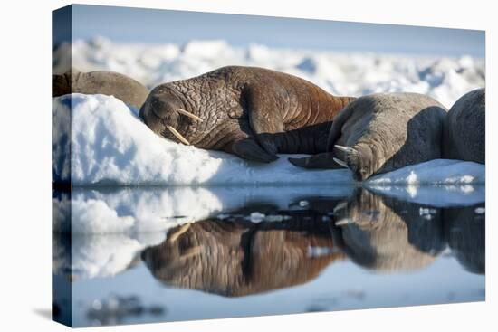 Walrus Herd on Sea Ice, Hudson Bay, Nunavut, Canada-Paul Souders-Premier Image Canvas