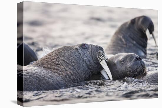 Walrus, Hudson Bay, Nunavut, Canada-Paul Souders-Premier Image Canvas