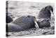 Walrus, Hudson Bay, Nunavut, Canada-Paul Souders-Premier Image Canvas