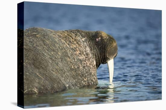 Walrus in Hudson Bay, Nunavut, Canada-Paul Souders-Premier Image Canvas