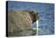 Walrus in Hudson Bay, Nunavut, Canada-Paul Souders-Premier Image Canvas