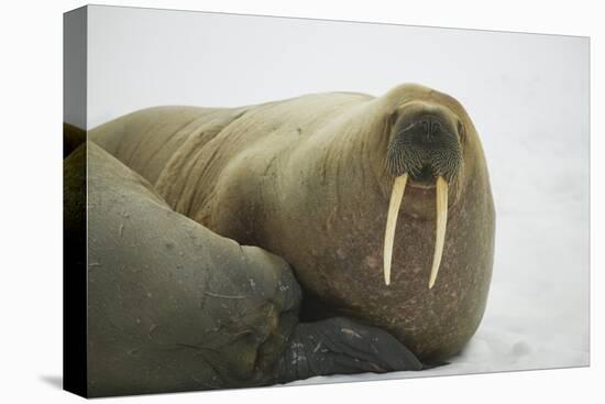 Walrus Looking up from a Rest-DLILLC-Premier Image Canvas