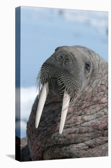 Walrus (Odobenus Rosmarinus) Close-Up of Face, Tusks and Vibrissae (Whiskers), Hauled Out-Louise Murray-Premier Image Canvas