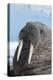 Walrus (Odobenus Rosmarinus) Close-Up of Face, Tusks and Vibrissae (Whiskers), Hauled Out-Louise Murray-Premier Image Canvas