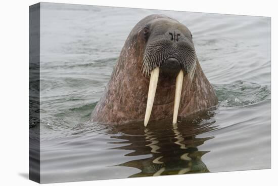 Walrus (Odobenus rosmarus) in water, Spitsbergen Island, Svalbard Archipelago, Arctic, Norway, Scan-G&M Therin-Weise-Premier Image Canvas