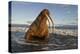 Walrus (Odobenus Rosmarus) On Coast Of Wrangel Island, Far Eastern Russia, September-Sergey Gorshkov-Premier Image Canvas