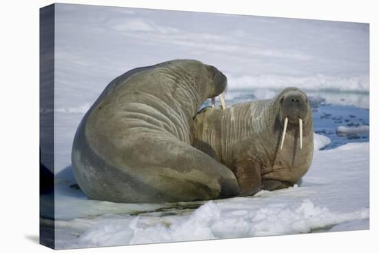 Walrus on an Ice Floe-DLILLC-Premier Image Canvas