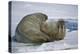 Walrus on an Ice Floe-DLILLC-Premier Image Canvas