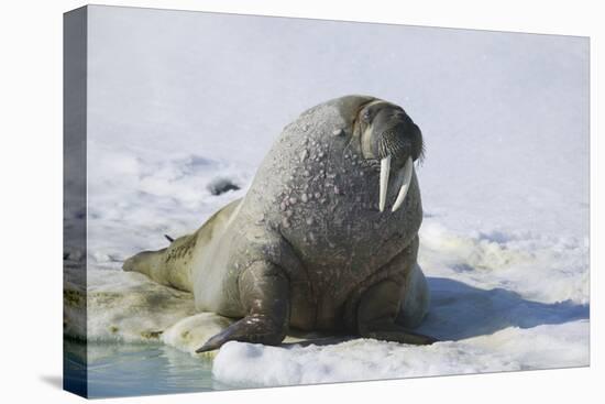 Walrus on an Ice Floe-DLILLC-Premier Image Canvas