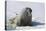 Walrus on an Ice Floe-DLILLC-Premier Image Canvas