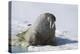 Walrus on an Ice Floe-DLILLC-Premier Image Canvas