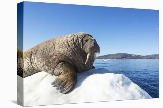 Walrus on Ice, Hudson Bay, Nunavut, Canada-Paul Souders-Premier Image Canvas