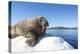 Walrus on Ice, Hudson Bay, Nunavut, Canada-Paul Souders-Premier Image Canvas