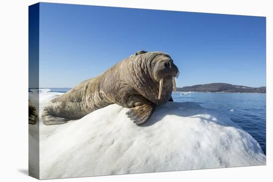 Walrus on Ice, Hudson Bay, Nunavut, Canada-Paul Souders-Premier Image Canvas