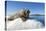 Walrus on Ice, Hudson Bay, Nunavut, Canada-Paul Souders-Premier Image Canvas