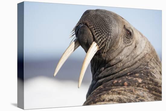 Walrus on Iceberg, Hudson Bay, Nunavut, Canada-Paul Souders-Premier Image Canvas