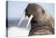 Walrus on Iceberg, Hudson Bay, Nunavut, Canada-Paul Souders-Premier Image Canvas