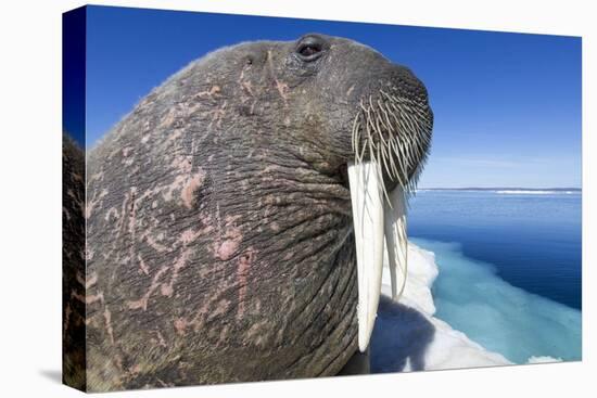 Walrus on Iceberg, Hudson Bay, Nunavut, Canada-Paul Souders-Premier Image Canvas