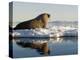 Walrus on Iceberg Near Kapp Lee in Midnight Sun-Paul Souders-Premier Image Canvas