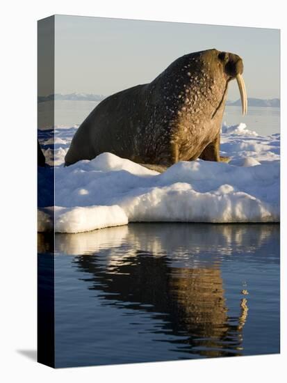 Walrus on Iceberg Near Kapp Lee in Midnight Sun-Paul Souders-Premier Image Canvas