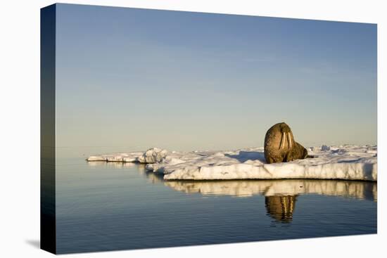 Walrus on Iceberg Near Kapp Lee in Midnight Sun-Paul Souders-Premier Image Canvas