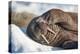 Walrus on Sea Ice, Hudson Bay, Nunavut, Canada-Paul Souders-Premier Image Canvas