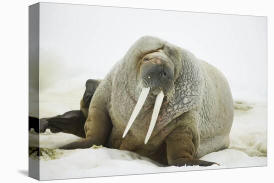 Walrus Relaxing on an Ice Floe-DLILLC-Premier Image Canvas