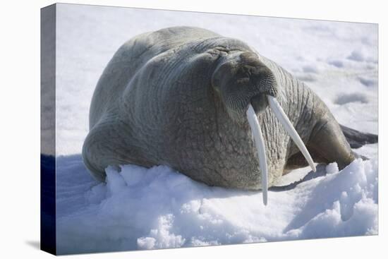 Walrus Resting on an Ice Floe-DLILLC-Premier Image Canvas