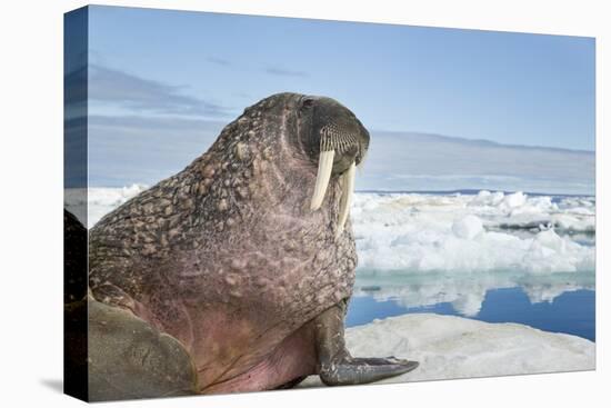 Walrus Resting on Ice in Hudson Bay, Nunavut, Canada-Paul Souders-Premier Image Canvas