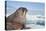 Walrus Resting on Ice in Hudson Bay, Nunavut, Canada-Paul Souders-Premier Image Canvas