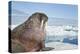 Walrus Resting on Ice in Hudson Bay, Nunavut, Canada-Paul Souders-Premier Image Canvas