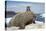 Walrus Resting on Ice in Hudson Bay, Nunavut, Canada-Paul Souders-Premier Image Canvas