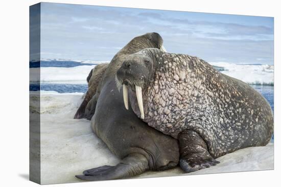 Walrus Resting on Ice in Hudson Bay, Nunavut, Canada-Paul Souders-Premier Image Canvas