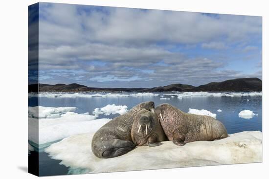 Walrus Resting on Ice in Hudson Bay, Nunavut, Canada-Paul Souders-Premier Image Canvas