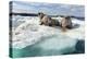 Walrus Resting on Ice in Hudson Bay, Nunavut, Canada-Paul Souders-Premier Image Canvas