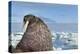 Walrus Resting on Ice in Hudson Bay, Nunavut, Canada-Paul Souders-Premier Image Canvas