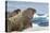 Walrus Resting on Ice in Hudson Bay, Nunavut, Canada-Paul Souders-Premier Image Canvas