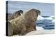 Walrus Resting on Ice in Hudson Bay, Nunavut, Canada-Paul Souders-Premier Image Canvas