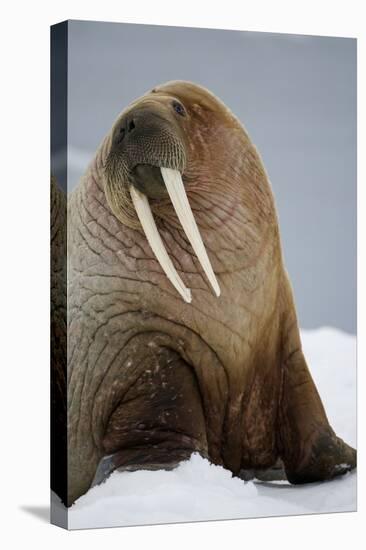 Walrus Resting on Iceberg in Bjornbukta Bay-Paul Souders-Premier Image Canvas