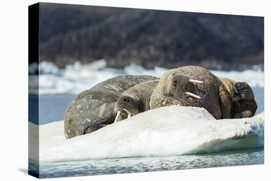 Walrus Sleeping on Ice in Hudson Bay, Nunavut, Canada-Paul Souders-Premier Image Canvas
