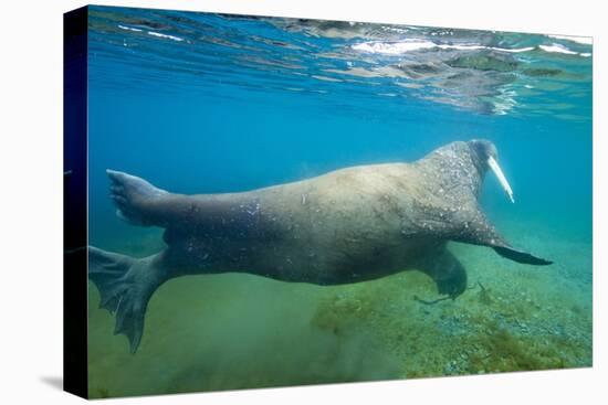 Walrus, Svalbard, Norway-Paul Souders-Premier Image Canvas