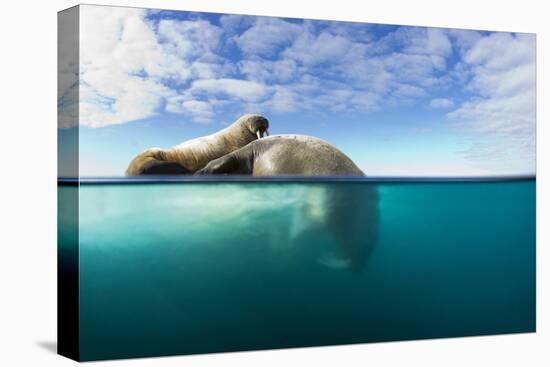 Walrus, Svalbard, Norway-Paul Souders-Premier Image Canvas
