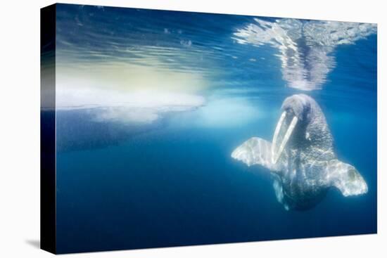 Walrus, Svalbard, Norway-null-Premier Image Canvas