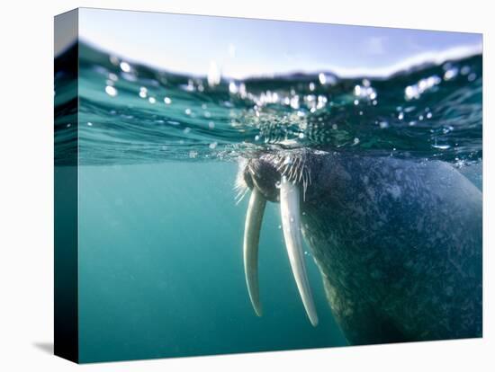 Walrus Swimming at Water Surface Near Tiholmane Island-Paul Souders-Premier Image Canvas