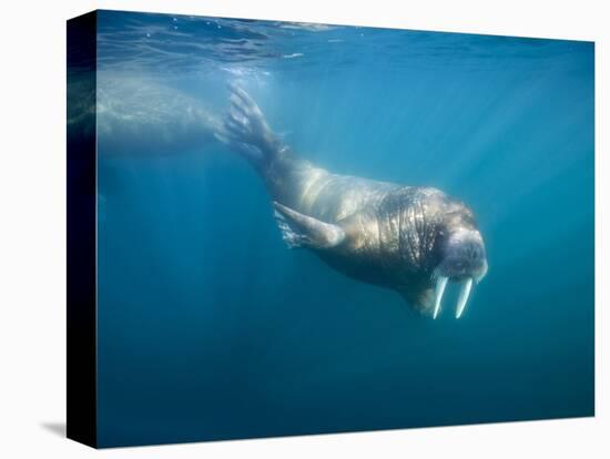 Walrus Swimming Underwater Near Tiholmane Island-Paul Souders-Premier Image Canvas