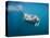 Walrus Swimming Underwater Near Tiholmane Island-Paul Souders-Premier Image Canvas